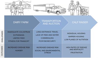 Frontiers Perspectives on the Management of Surplus Dairy Calves